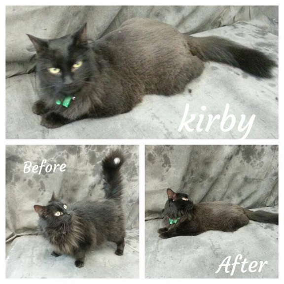 long haired domestic cat comb/teddy cut